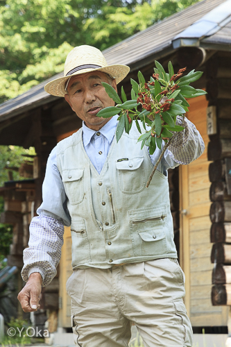 石楠花花摘み