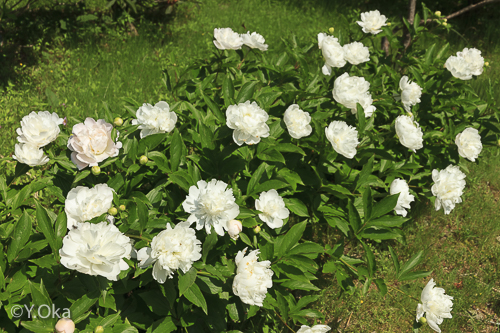 石楠花花がら摘み