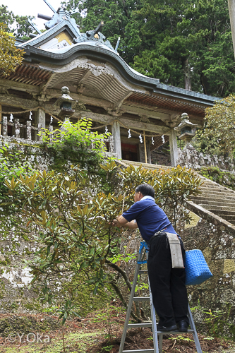 玉置神社花がら摘み
