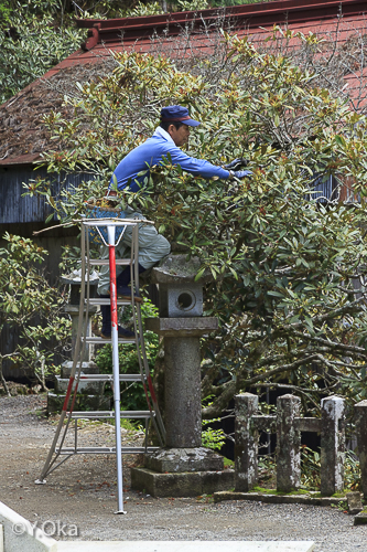 玉置神社花がら摘み
