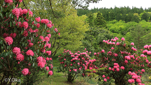 石楠花まつりが行われました | 十津川村観光協会お知らせ