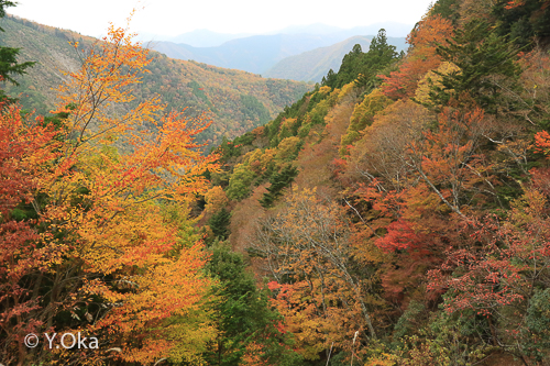 林道川津今西線