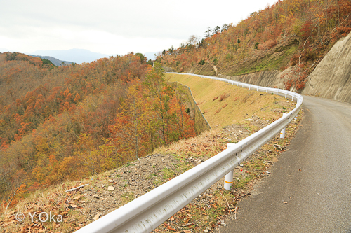 林道川津今西線紅葉