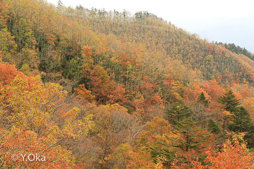 林道川津今西線紅葉