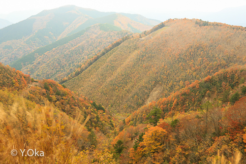 林道川津今西線紅葉