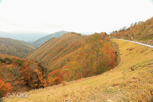 林道川津今西線紅葉