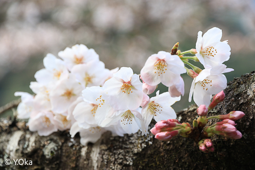 十津川村で桜