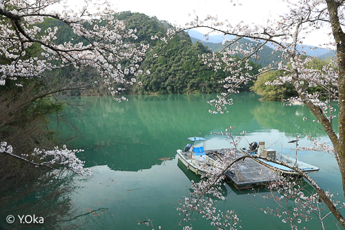 十津川村で桜