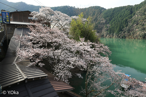 十津川村で桜