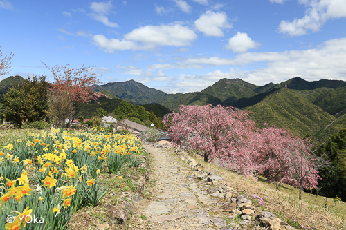 果無集落の桜