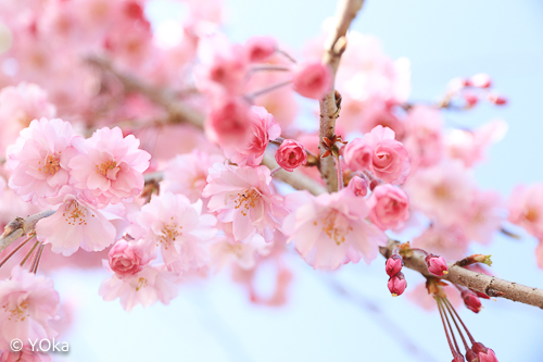 果無集落の桜