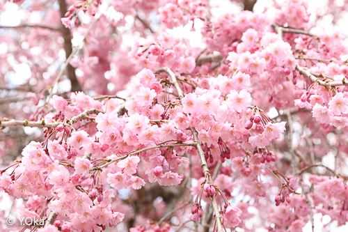 果無集落の桜