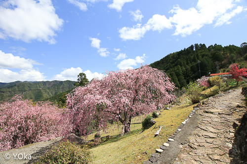 果無集落の桜