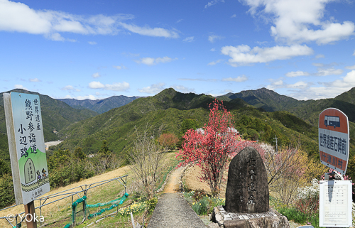 果無集落の桜