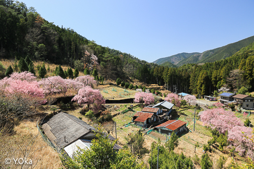 七朗桜