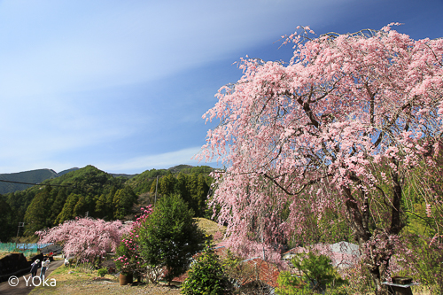 七朗桜