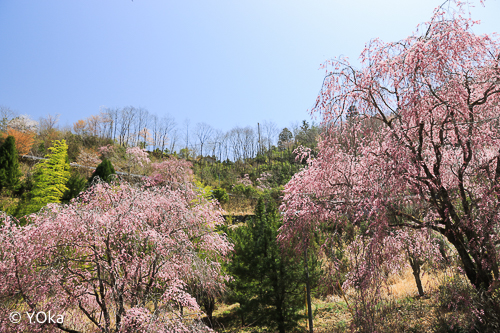 七朗桜