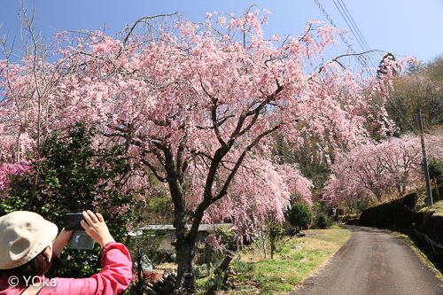 七朗桜