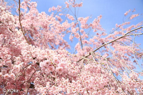 七朗桜