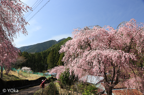 七朗桜