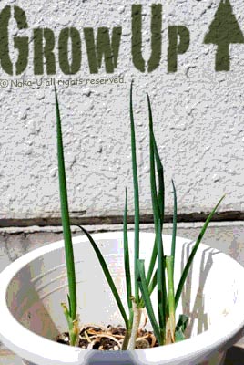 GrowUp