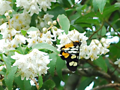 花の蜜を吸うチョウ