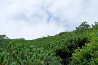 低木の樹林帯と空