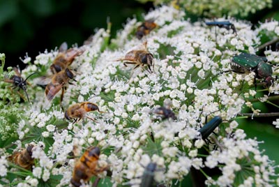 虫たちに大人気の花