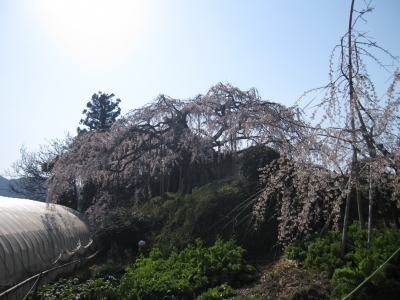 内子町石畳地区・東の枝垂れ桜