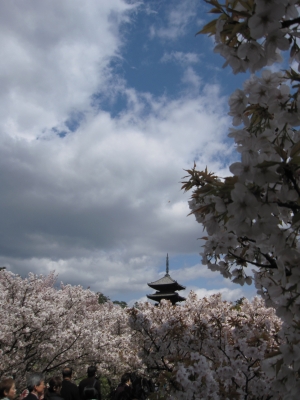 仁和寺・御室桜
