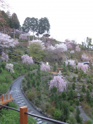 善峰寺・桜苑