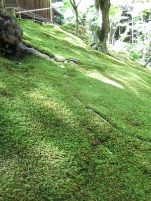 苔寺の苔