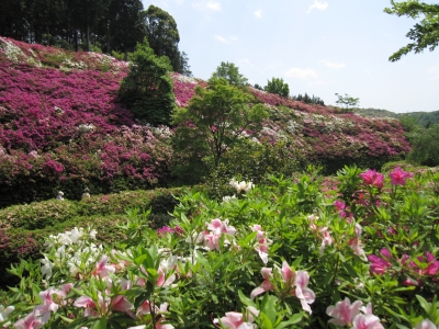 三室戸寺のつつじ