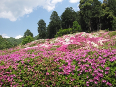 三室戸寺のつつじ
