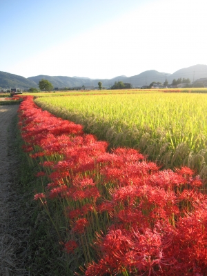 曼珠沙華
