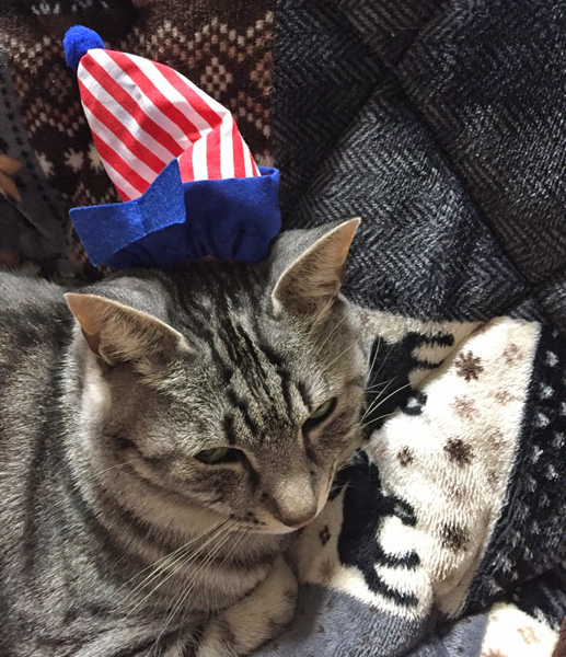 猫