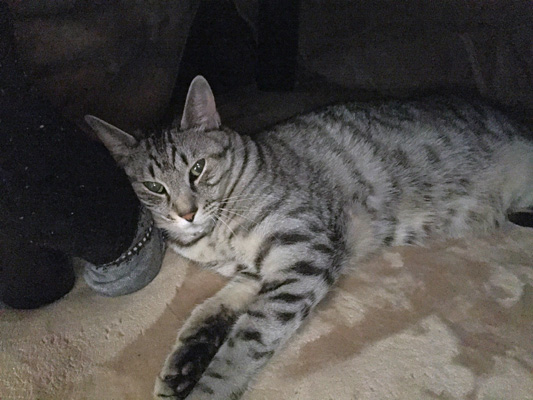 猫