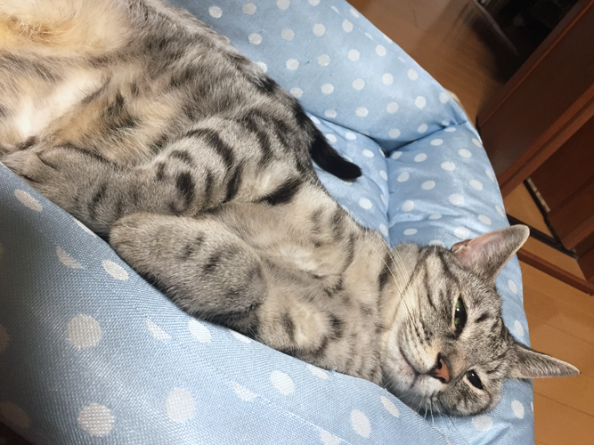 猫