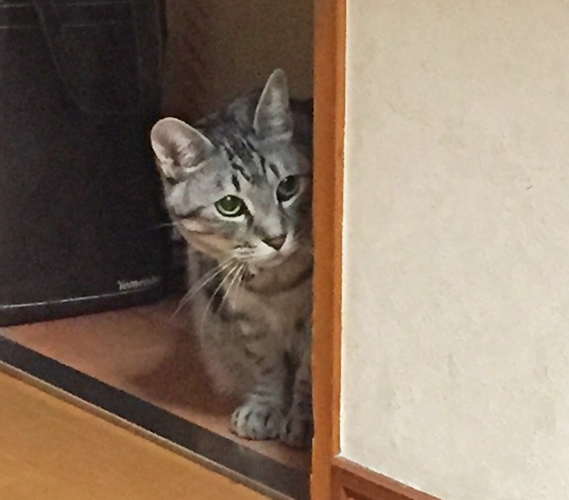 猫