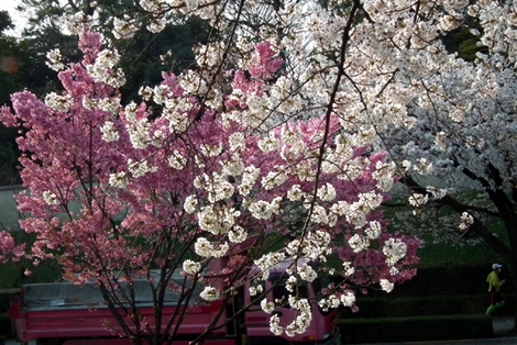 代官