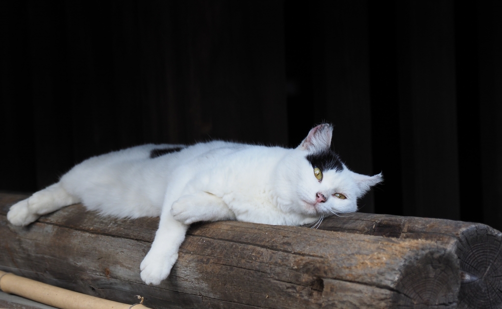 9／29招き猫の日・特別ご朱印のご案内 | 報徳二宮神社だより