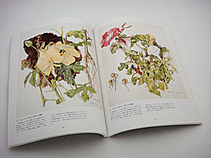 薬用植物画 | 古本買取販売ハモニカ古書店の雑記