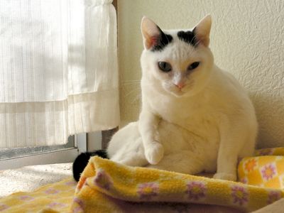 毛繕い中のマロ