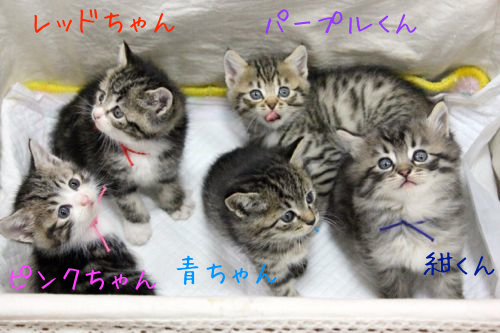 2013年11月29日の記事 にゃほいだホイ！