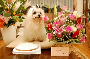 (*^.^*)Ž´ŽÍޝ