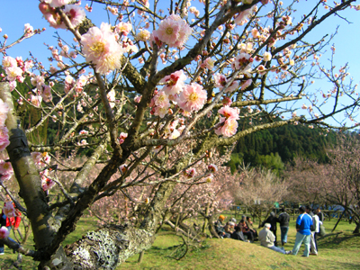藤川天神の梅