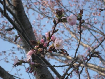 桜