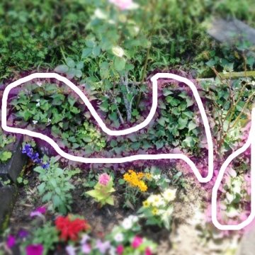 ドクダミに除草剤(グリホエース)まく前