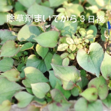 除草剤まいてから3日後のドクダミ