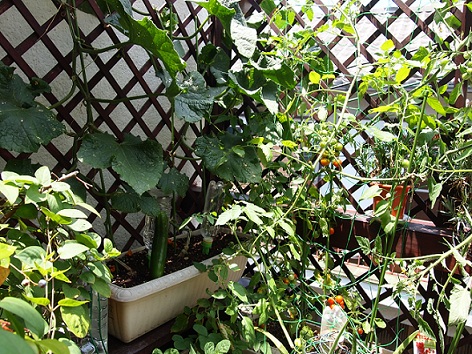 和屋菜園